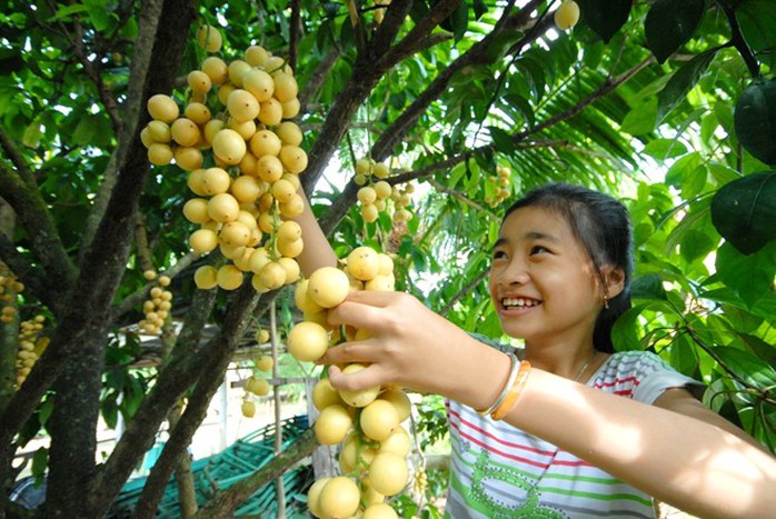 Hiện dâu bòn bon được coi là thế mạnh của một số nhà vườn miền Tây, nhờ trái sai, đều, độ ngọt cao và thích hợp với nhiều loại đất. Vào mùa thu hoạch rộ, trẻ em cũng tham gia cùng gia đình để hái dâu Hiện dâu bòn bon được coi là thế mạnh của một số nhà vườn miền Tây, nhờ trái sai, đều, độ ngọt cao và thích hợp với nhiều loại đất. Vào mùa thu hoạch rộ, trẻ em cũng tham gia cùng gia đình để hái dâu