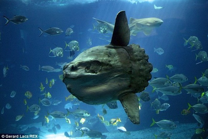Cá Mola Mola có nguồn gốc ở vùng biển ôn đới và nhiệt đới. Con mồi chủ yếu của nó là sứa