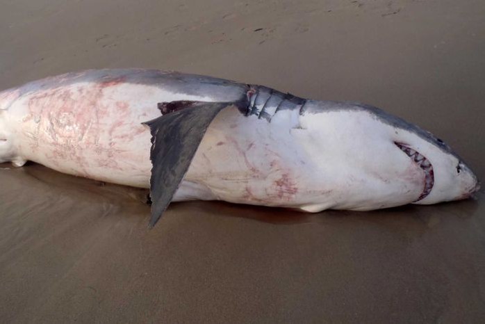 Xác con cá mập trắng chết do mắc nghẹn