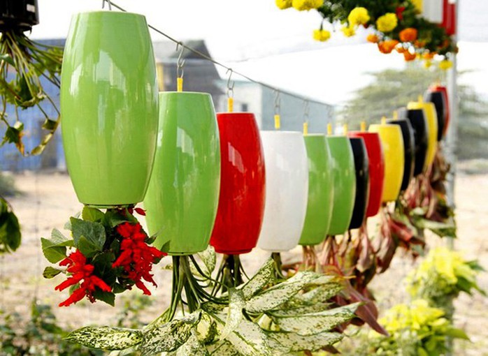 Mỗi giỏ cây treo ngược như thế này có giá bán từ 100.000 đồng đến 300.000 đồng tùy loại. Mỗi giỏ cây treo ngược như thế này có giá bán từ 100.000 đồng đến 300.000 đồng tùy loại.