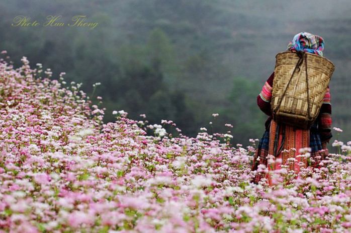 Hà Giang, tam giác mạch, mùa hoa