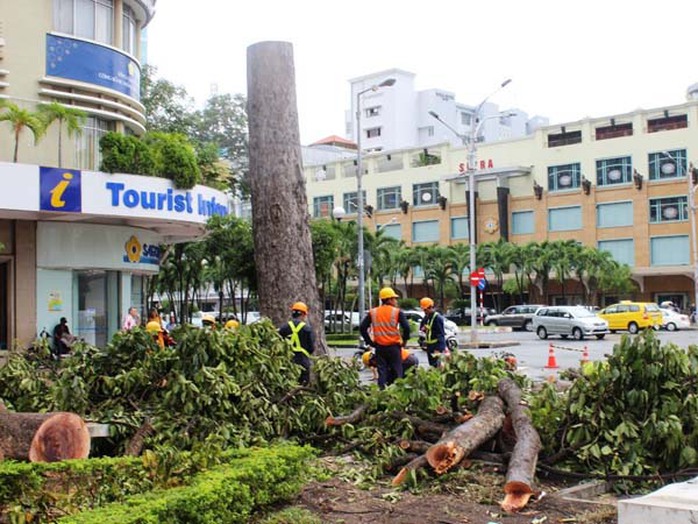 Thân và nhánh cây được chất đốn chờ xe tải đến chở đi