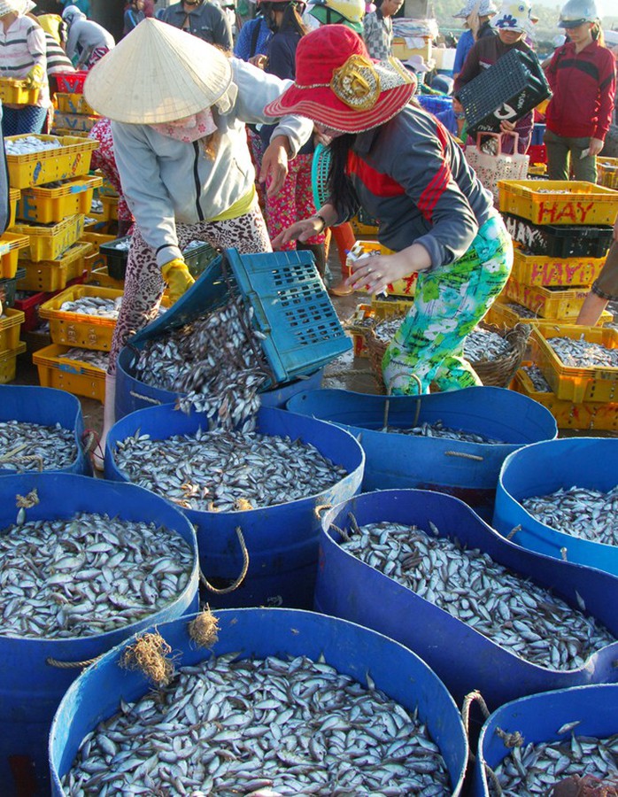 Mỗi giỏ cá dò có giá khoảng 30.000 đồng. Sau một đêm ra khơi, một thuyền nhỏ có thể thu nhập được vài triệu đồng. Mỗi giỏ cá dò có giá khoảng 30.000 đồng. Sau một đêm ra khơi, một thuyền nhỏ có thể thu nhập được vài triệu đồng.