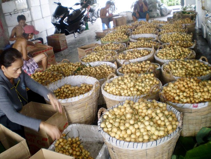 Thương lái vào tận nhà thu mua. Hiện giá cao nhất là dâu xanh, khoảng 15.000 đến 20.000 đồng/kg. Đặc điểm của dâu này là khi có mưa xuống thì trái bắt đầu ngọt dần cho đến lúc cuối mùa. Thương lái vào tận nhà thu mua. Hiện giá cao nhất là dâu xanh, khoảng 15.000 đến 20.000 đồng/kg. Đặc điểm của dâu này là khi có mưa xuống thì trái bắt đầu ngọt dần cho đến lúc cuối mùa.