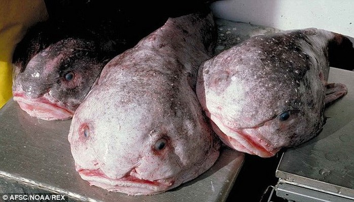 Cá blobfish được coi là loài cá xấu nhất thế giới. Nó thường sống ngoài khơi bờ biển Australia và Tasmania