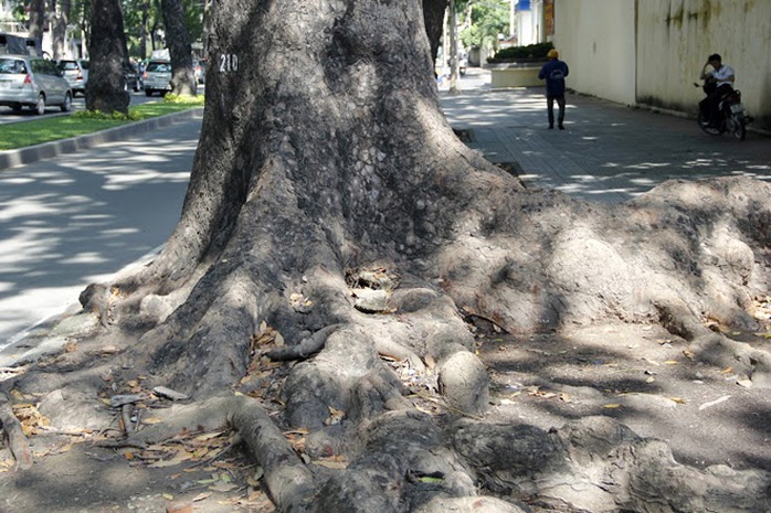 Những cây cổ thụ tuổi đời hàng trăm năm, tán rộng, đường kính lớn gần 2m, cao hơn 10m, rễ mọc lan rộng ra vỉa hè ở đường Tôn Đức Thắng.