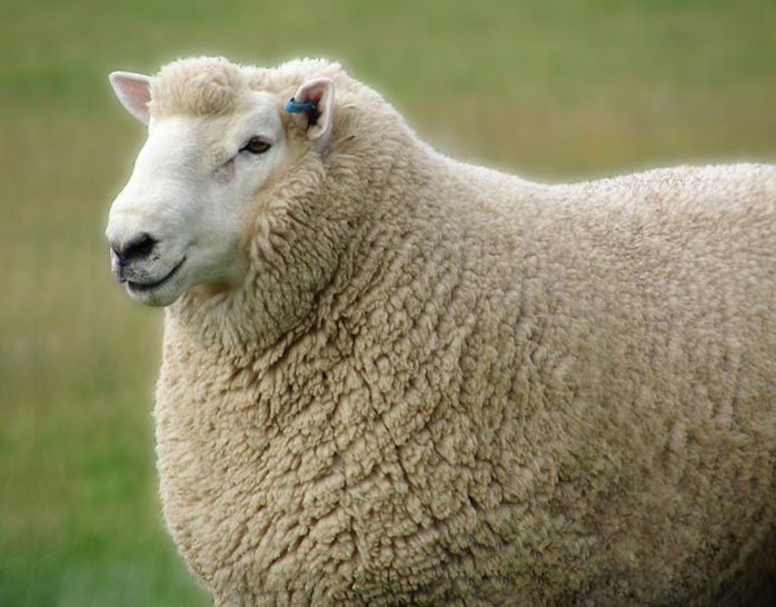 Một con cừu sống
