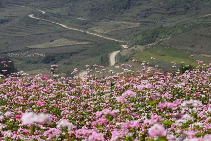 Hà Giang, tam giác mạch, mùa hoa