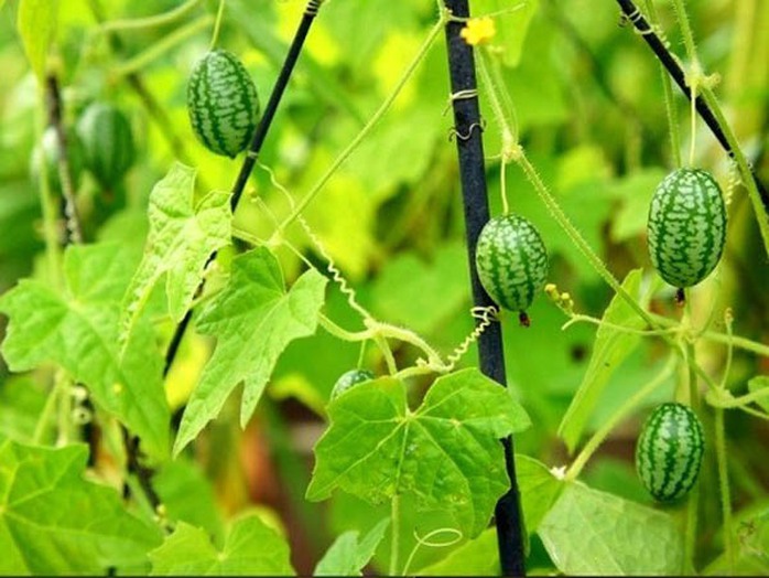 Dưa hấu tí hon có kích thước nhỏ như ngón tay thuộc họ dây leo, tên khoa học là Melothria scabra.