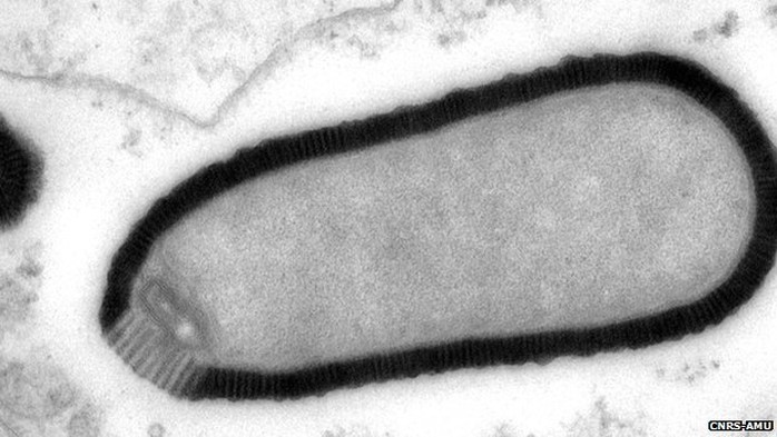 Virus không hoạt động hơn 30.000 năm cho đến khi được hồi sinh ở Pháp