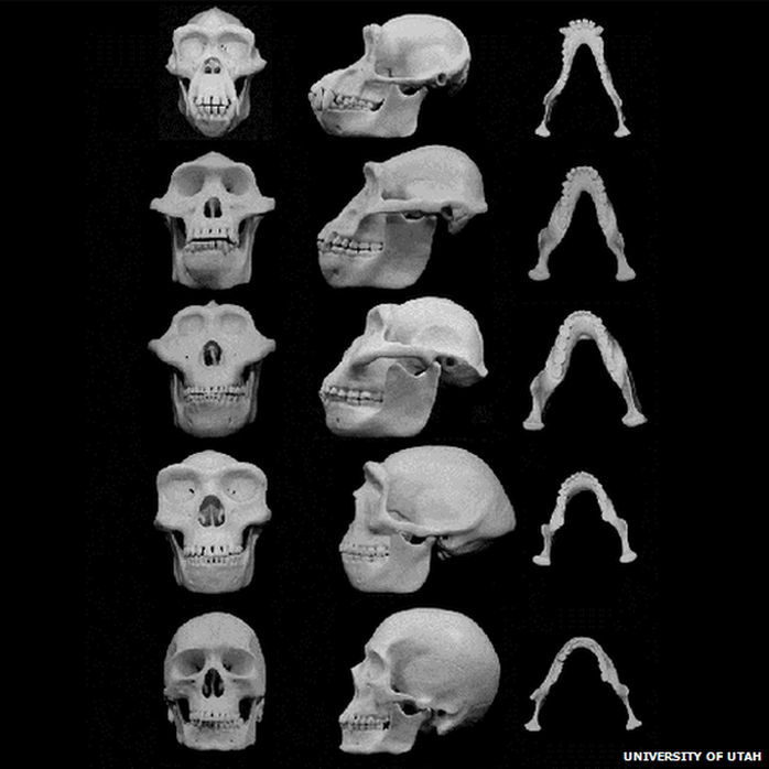 Hóa thạch cho thấy người australopithecus - tiền nhân trực tiếp của chi người - cũng đã có cơ cấu xương mặt vững chắc. 