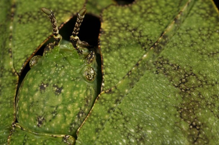 Loài bọ lá Phyllium giganteum không chỉ có màu sắc và hình dáng khớp hoàn toàn với lá cây, mà còn biết rung rinh thân mình trong khi di chuyển để bắt chước những chiếc lá rung trong gió.