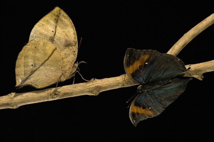 Không loài động vật nào muốn ăn một chiếc lá úa cả. Vì vậy, loài bướm lá Kallima sp. thật may mắn khi sở hữu màu cánh không khác gì một chiếc lá tàn úa.