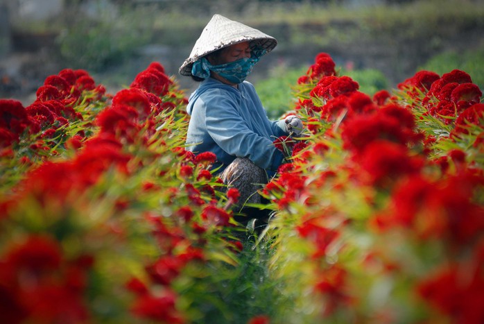 Cắt tỉa cành cho hoa mào gà