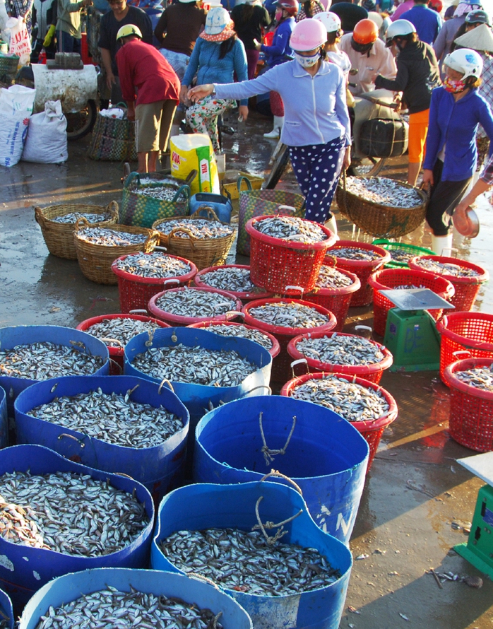 Trong một buổi sáng, hàng tấn cá dò từ chợ này được chuyển lên xe chở đi các nơi để tiêu thụ. Trong một buổi sáng, hàng tấn cá dò từ chợ này được chuyển lên xe chở đi các nơi để tiêu thụ.