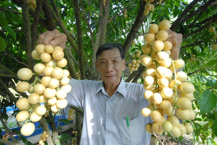 Ngoài đưa đi các nơi tiêu thụ, nông dân ở đây thường cho khách du lịch tham quan, hái trái tại vườn. Chi phí cho một người 'ăn thỏa thích' chỉ 80.000 đến 100.000 đồng. Ngoài đưa đi các nơi tiêu thụ, nông dân ở đây thường cho khách du lịch tham quan, hái trái tại vườn. Chi phí cho một người ăn thỏa thích chỉ 80.000 đến 100.000 đồng.