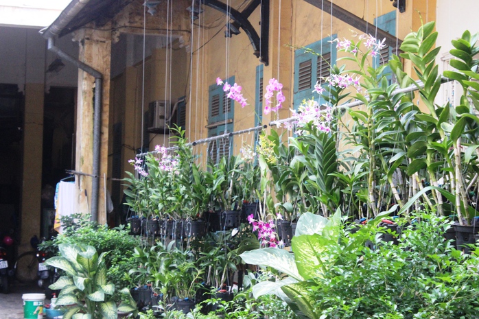 Khoảng sân sau ngôi biệt thự, được trồng rất nhiều loại lan rừng