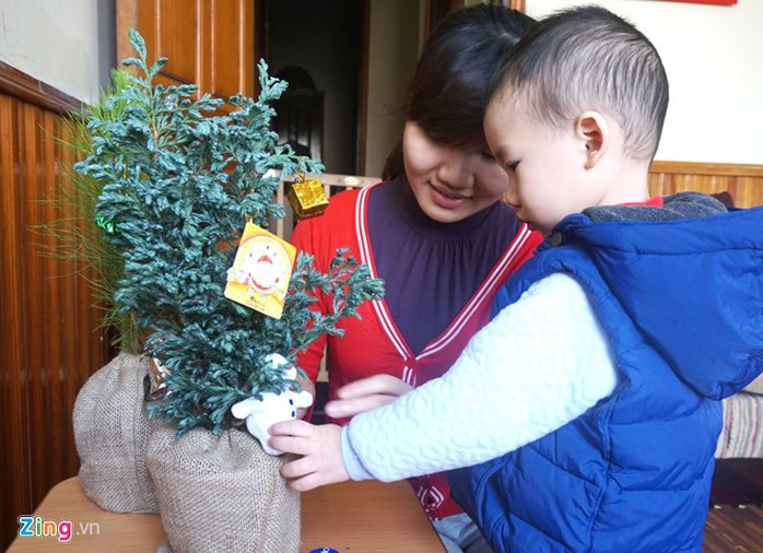 Cây Noel mini, có mùi thơm được chuộng trong mùa Giáng sinh