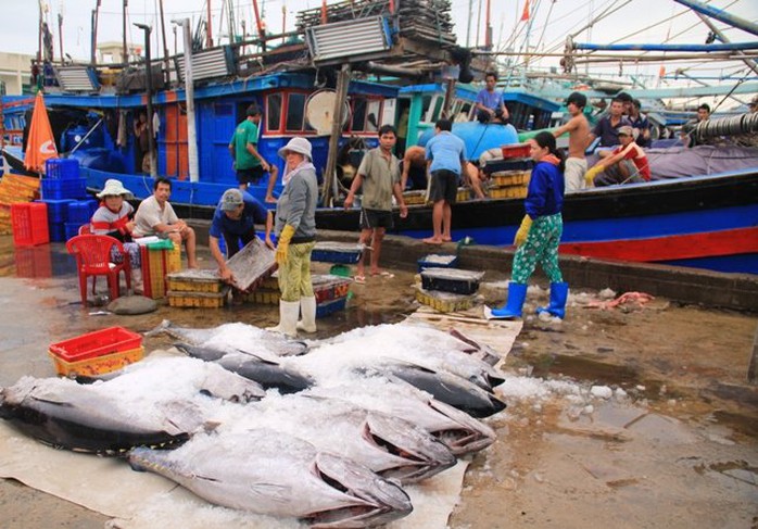 Để ngư dân vươn khơi còn nhiều vấn đề phải giải quyết chứ không chỉ cho vay vốn đóng tàu. Ảnh: Ở cảng Ba Ngòi Cam Ranh cá ngừ đại dương đánh về vẫn nằm phơi nắng vì chưa có cơ sở bảo quản. H.H.