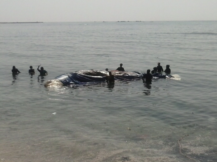 Xác cá voi được lai dắt vào bờ để an táng