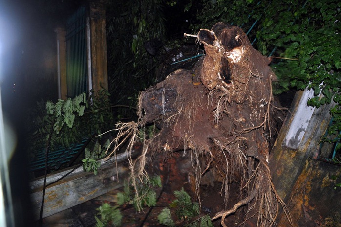 Cây cổ thụ bị trốc gốc ngã vào tường của Thảo Cầm Viên vào tối ngày 6-9 do ảnh hưởng của mưa lớn