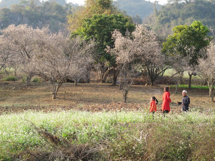 Tây Bắc mùa xuân đẹp như tranh