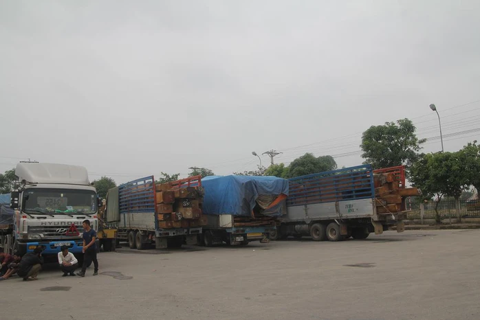 Đoàn xe chở gỗ quá tải đang bị tạm giữ tại bến xe Đô Lương.