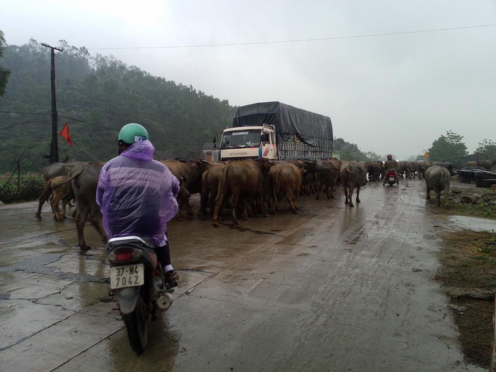 Các phương tiện giao thông đều phải nhường đường cho đàn trâu đi.