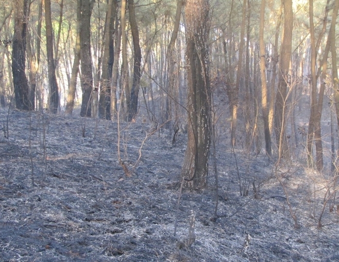 Hiện trường vụ cháy rừng tại huyện Đức Thọ ngày 11-9. Anh do kiểm lâm cung cấp.