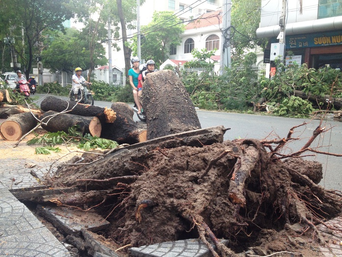 Nhiều cây xanh khác trên đường Nguyễn Bỉnh Khiêm cũng ngã đổ vào chiều ngày 17-8.