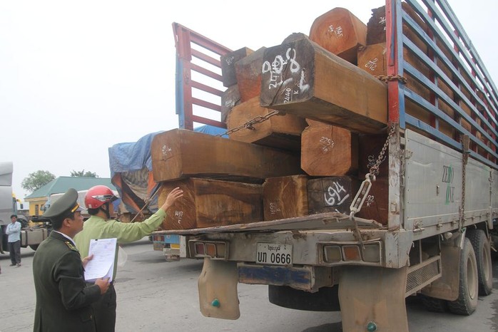 Lực lương chức năng kiểm tra các xe chở gỗ quá tải.