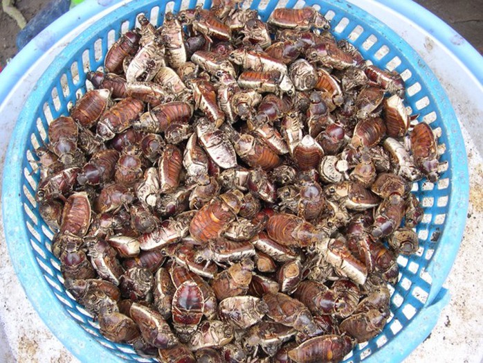 Mùa săn bọ rầy ở Bảy Núi chỉ kéo dài 1-2 tháng. Loài này nếu chịu khó đi bắt vào ban đêm sẽ thu được nhiều hơn so với ban ngày. Ảnh: Ngọc Trinh Mùa săn bọ rầy ở Bảy Núi chỉ kéo dài 1-2 tháng. Loài này nếu chịu khó đi bắt vào ban đêm sẽ thu được nhiều hơn so với ban ngày. Ảnh: Ngọc Trinh