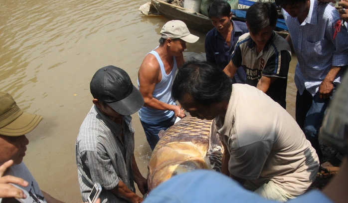 Cá hô nặng 128 kg được đánh bắt vào sáng 16-10, tại nhánh sông Đồng Nai