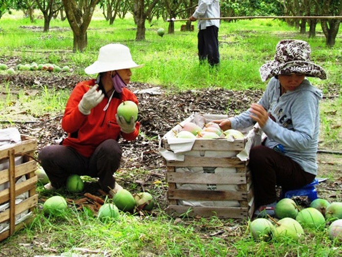 Khánh Hòa có diện tích xoài Úc nhiều nhất cả nước, với trên 800ha Khánh Hòa có diện tích xoài Úc nhiều nhất cả nước, với trên 800ha