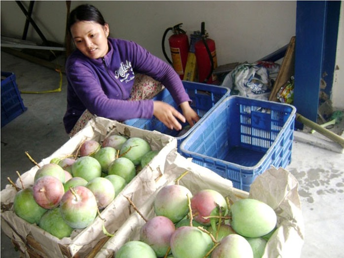 Thương lái thu mua xoài Úc đem bán ở các tỉnh phía Bắc. Thương lái thu mua xoài Úc đem bán ở các tỉnh phía Bắc.