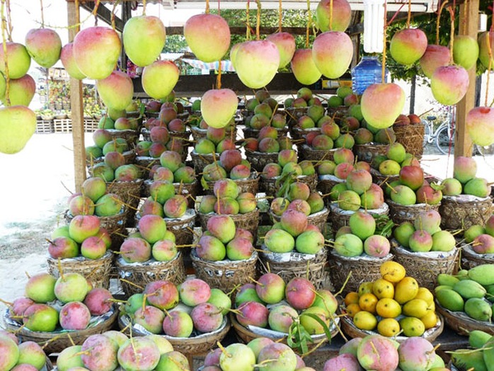 Xoài Úc được bày bán trên quốc lộ với giá từ 35.000 - 40.000 đồng/kg. Xoài Úc được bày bán trên quốc lộ với giá từ 35.000 - 40.000 đồng/kg.