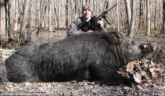 Anh Webb săn được lợn rừng hơn nửa tấn. Ảnh: Daily Mail