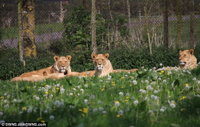 Những con sư tử cách khu vực tai nạn chưa đến 100m. Ảnh: Daily Mail