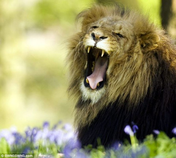 May mắn là những con sư tử không đến gần. Ảnh: Daily Mail