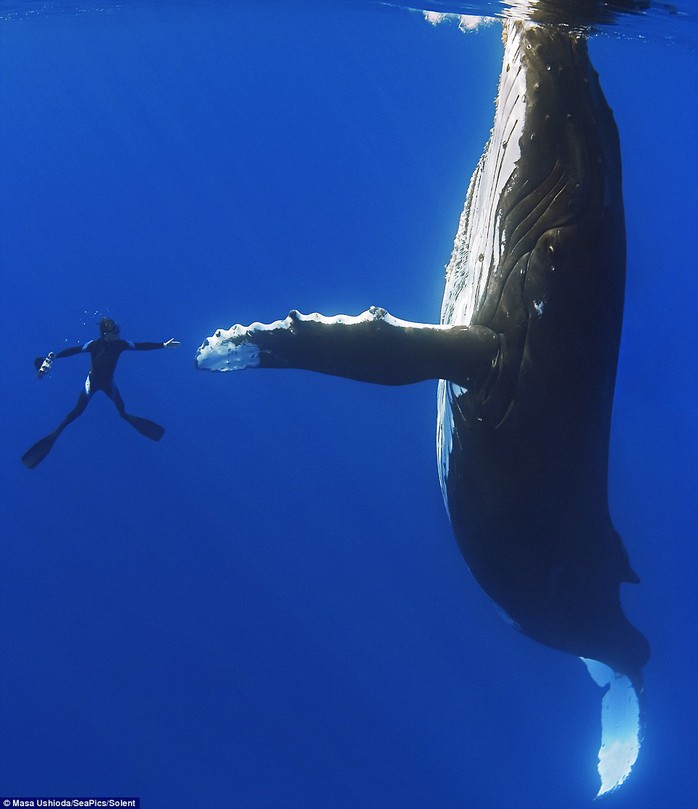 Bức ảnh cá voi bắt tay người độc đáo
