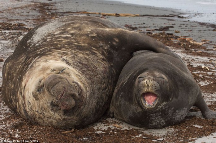 Khoảnh khắc âu yếm: Hai chú hải cẩu voi đồ sộ này lại giống như đang vòng tay ôm tình tứ tại quần đảo Falkland.