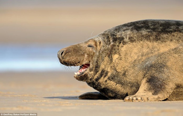 Phút tình cờ: Chú hải cẩu xám này được chụp bởi thợ nhiếp ảnh Geoffrey Baker, 58 tuổi, hiện sinh sống ở Donna Nook, Lincolnshire (Anh)