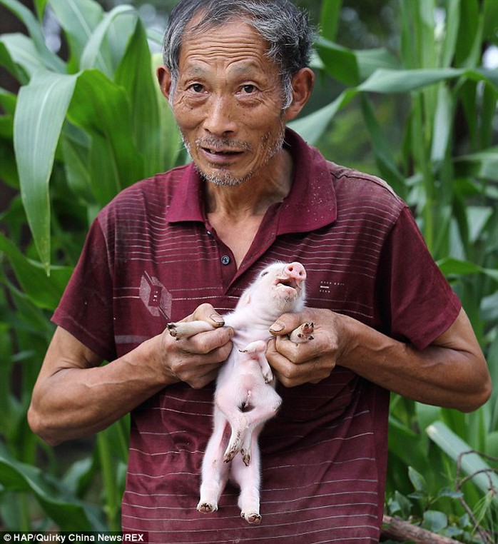 Lão nông Yongxiu và chú heo 8 chân