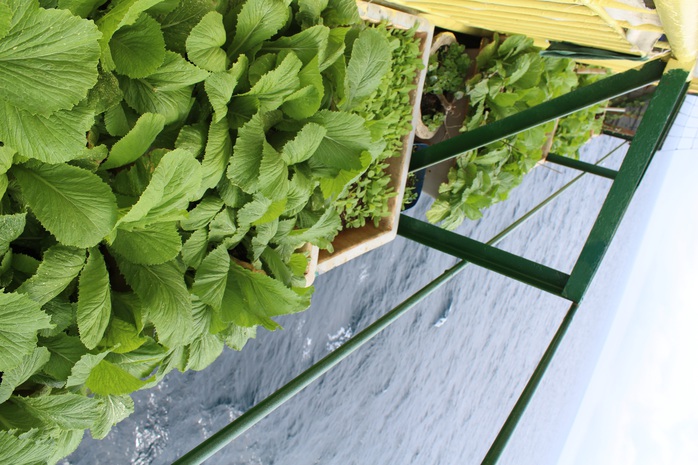 Nh&igrave;n rau xanh thật m&aacute;t mắt