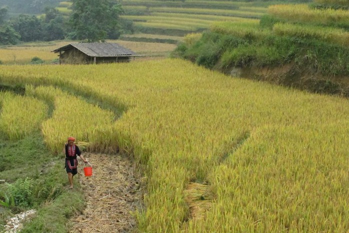 SaPa với những ruộng bậc thang óng vàng...
ảnh - Tiểu Quyên