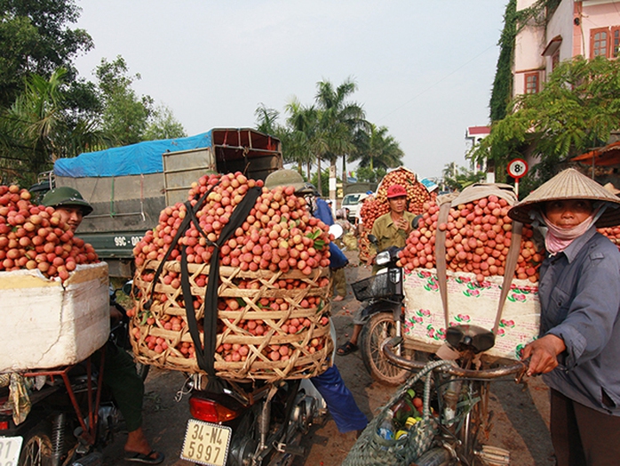Vải thiều ở Hải Dương được các nhà vườn chở đến các điểm tập kết chờ thương lái đến trả giá. Ảnh: TRỌNG ĐỨC