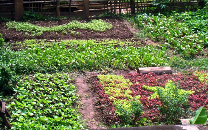 Vườn rau sạch được trồng phía sau lưng trụ sở UBND xã Thượng Trạch