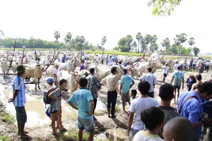 Bò được tập trung ở bãi đất trống chờ xuất phát.