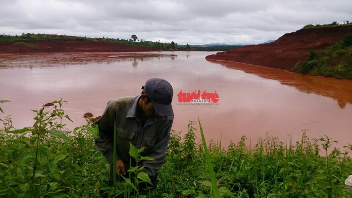 Một nông dân đang hái chè tận thu ngay phần trên của hồ thải quặng đuôi số 5   