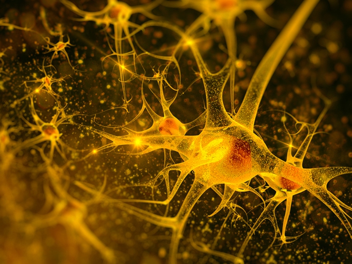 Các tế bào thần kinh cảm giác trong da truyền thông tin đến não và tuỷ sống ở tốc độ trên 241 km/h.